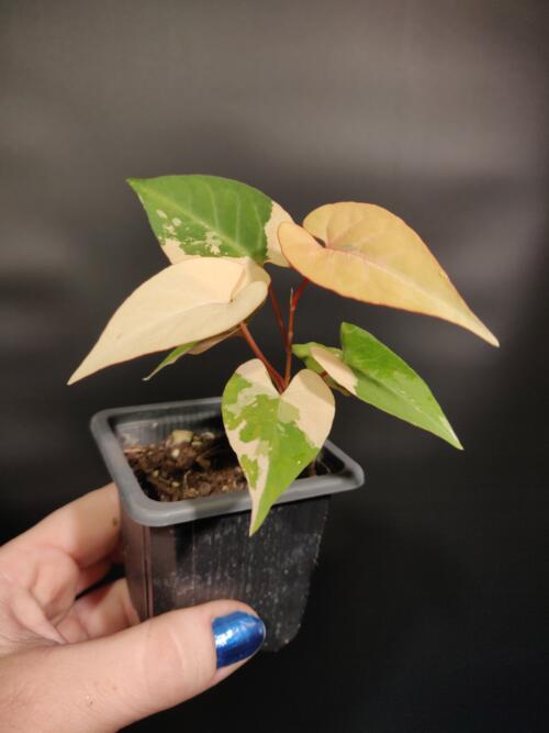 Fallopia multiflora Variegated 2