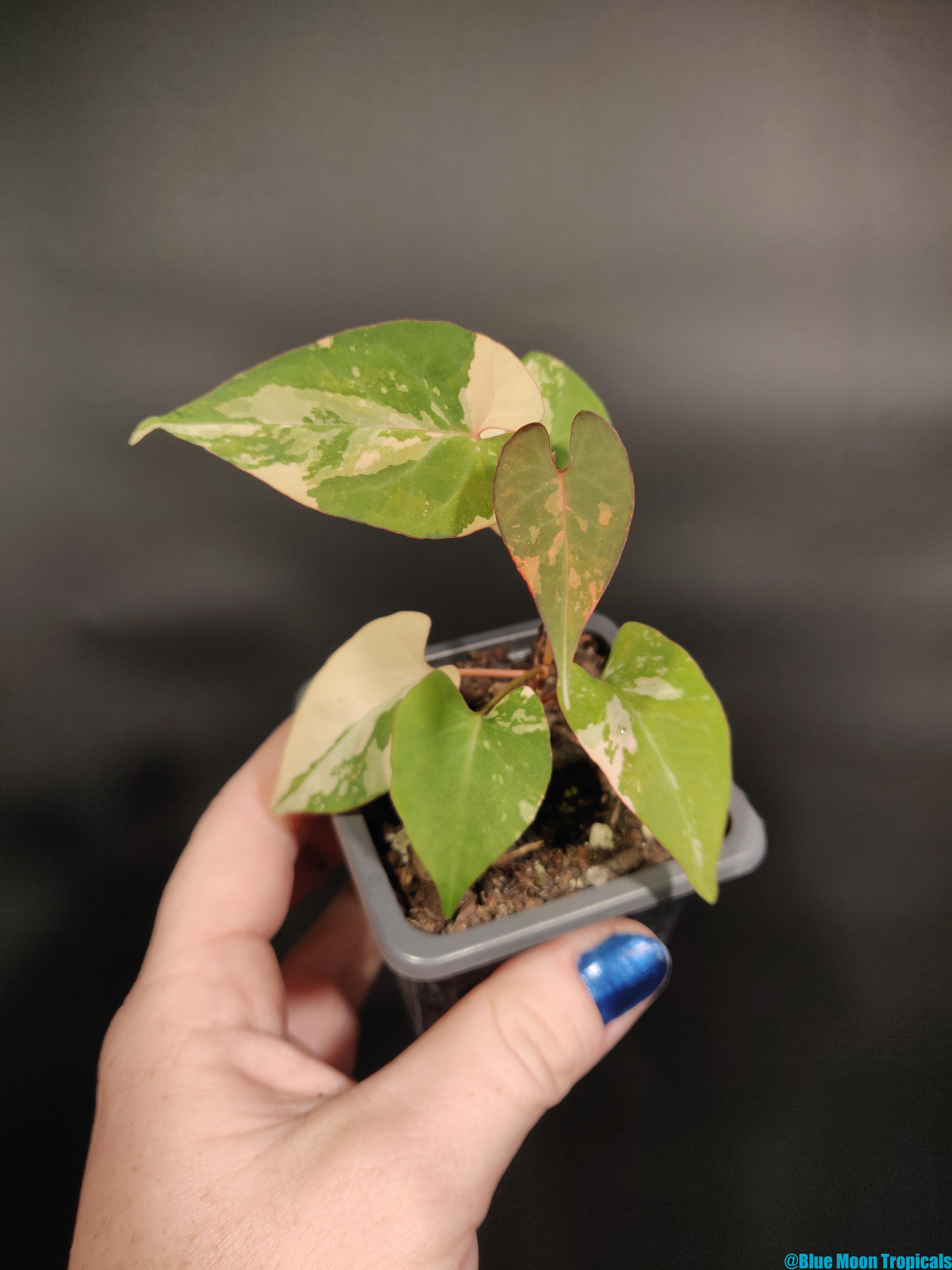 Fallopia multiflora Variegated 3 – Blue Moon Tropicals