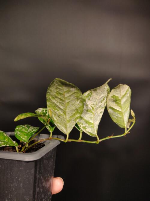 Ficus 'Polka Dot' - Image 2