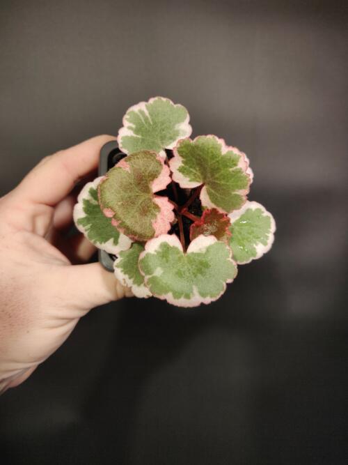 Begonia 'Variegated Strawberry'