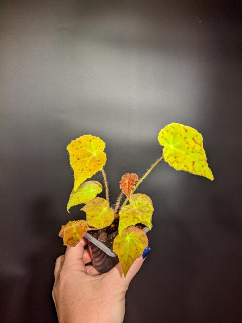 Begonia 'Autumn Embers'