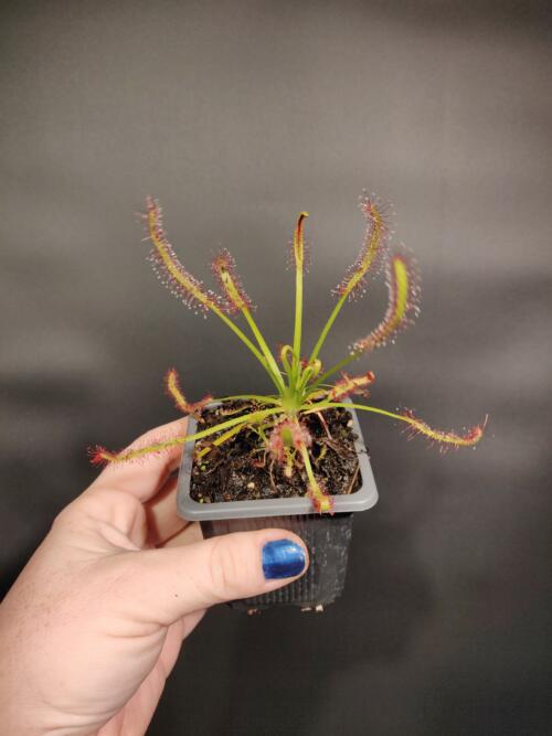 Drosera capensis 'Cape Sundew'