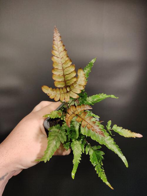 Tricolor Fern