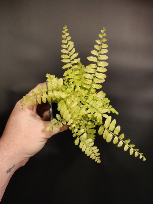 Yellow Boston Fern