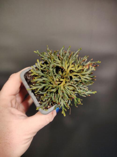 Selaginella sanguinea 'Blood Clubmoss'