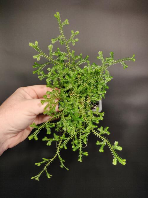 Selaginella kraussiana