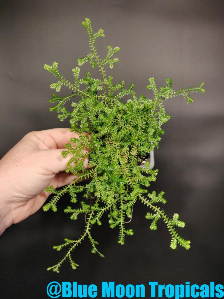 All – Blue Moon Tropicals