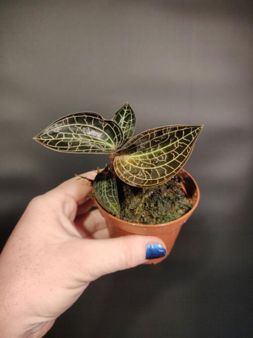 Dossinochilus “Dreamcatcher”