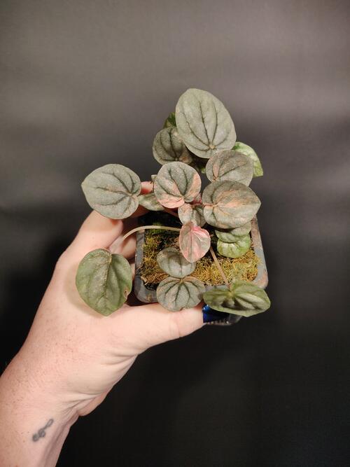 Peperomia 'Pink Lady' 2"
