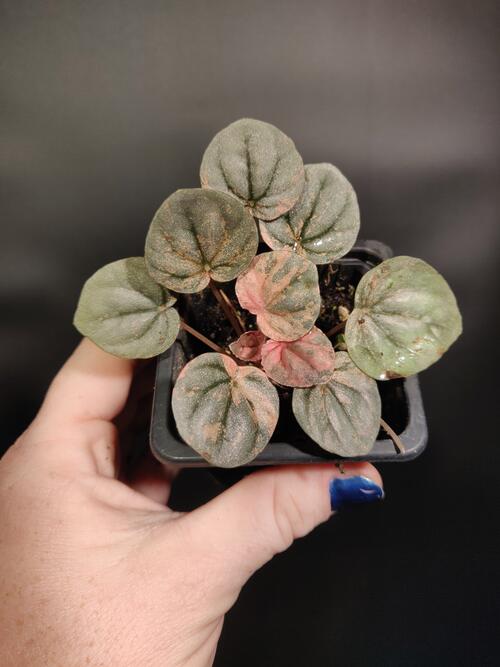 Peperomia 'Pink Lady'