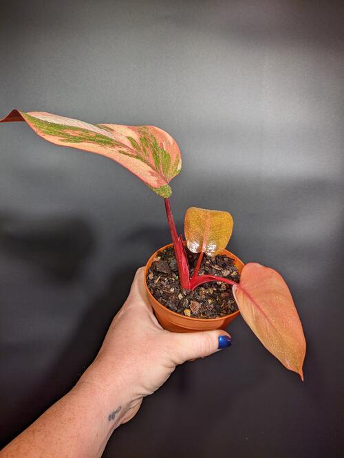 Philodendron 'Princess of Fire' - Image 2