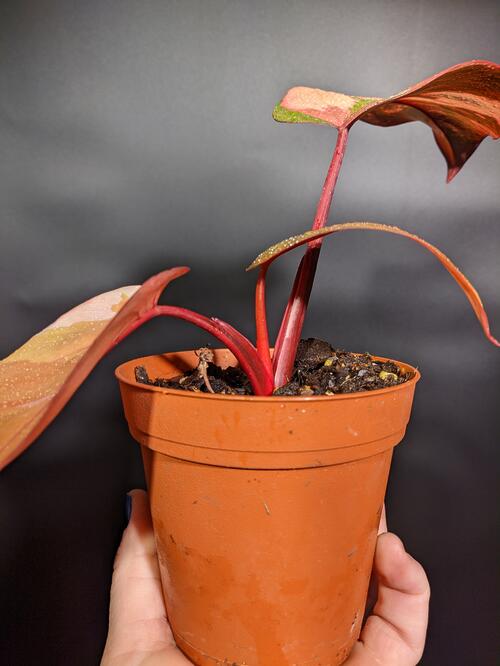 Philodendron 'Princess of Fire' - Image 6