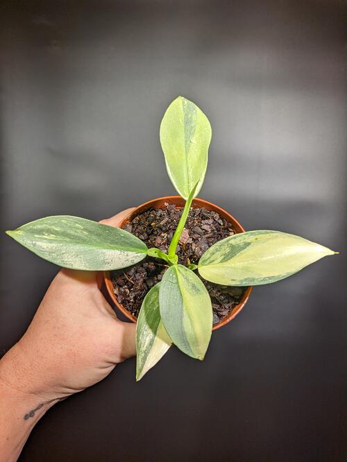 Philodendron hastatum 'Variegated Silver Sword'