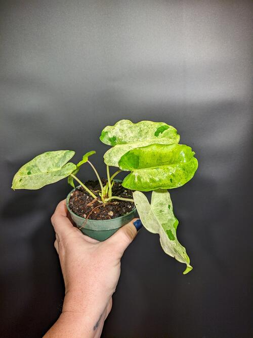 Philodendron 'Burle Marx Mint Variegated'