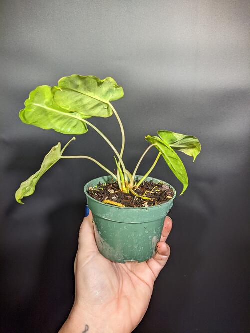 Philodendron 'Burle Marx Mint Variegated' - Image 2