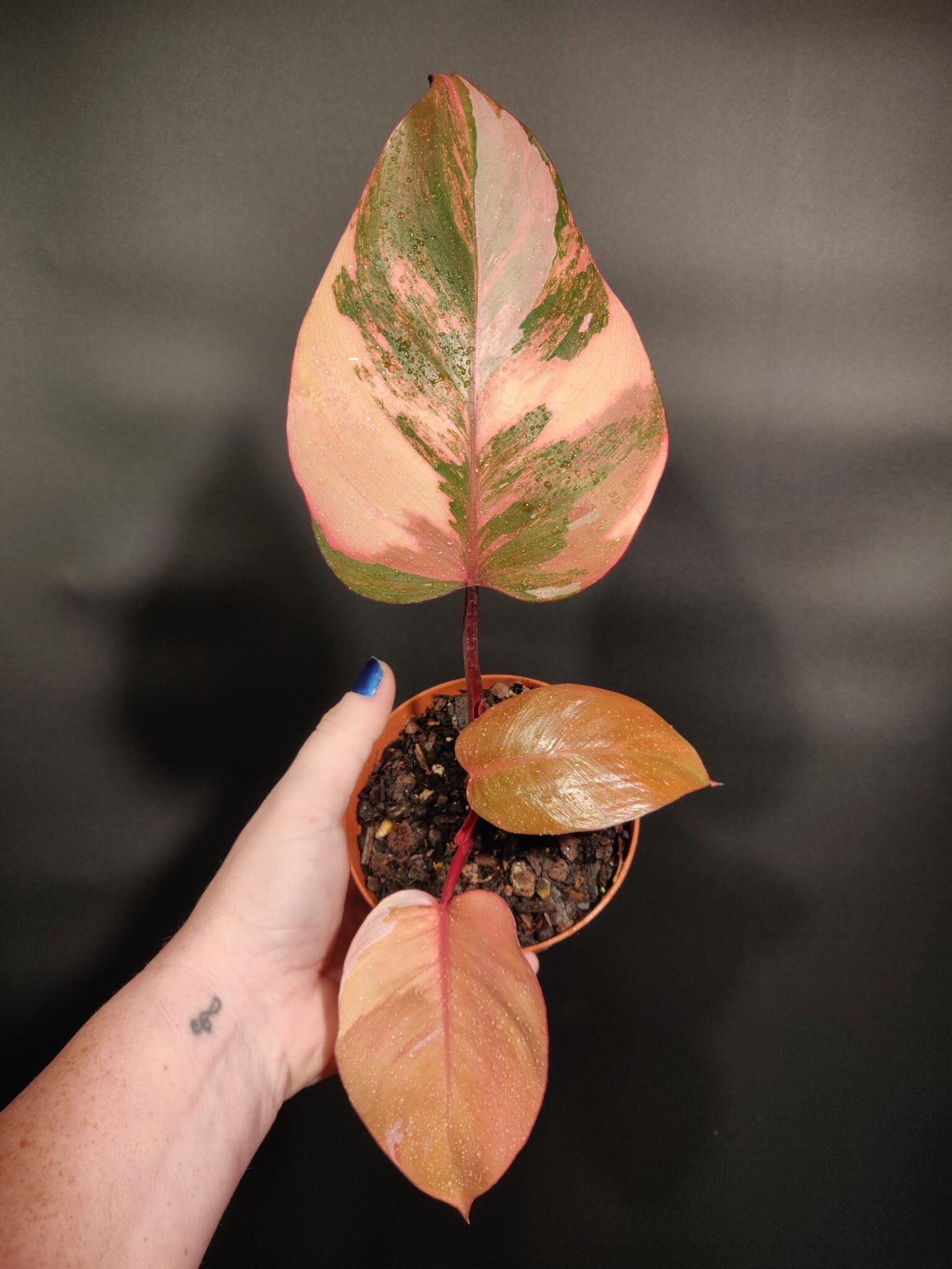 Philodendron ‘Princess of Fire’ Blue Moon Tropicals