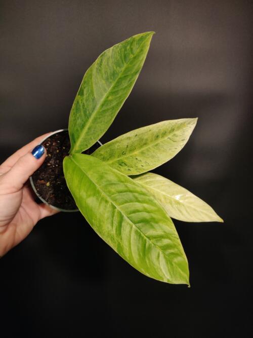 Rhaphidophora foraminifera Mint Variegated