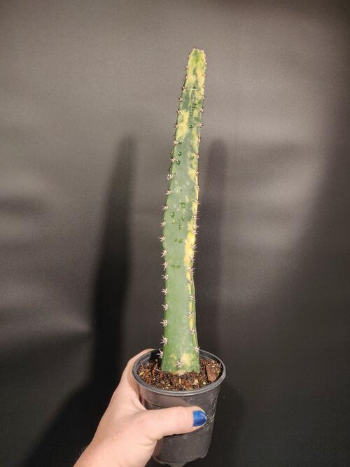 Cereus sp. 'Variegated Queen of the Night' - Image 3