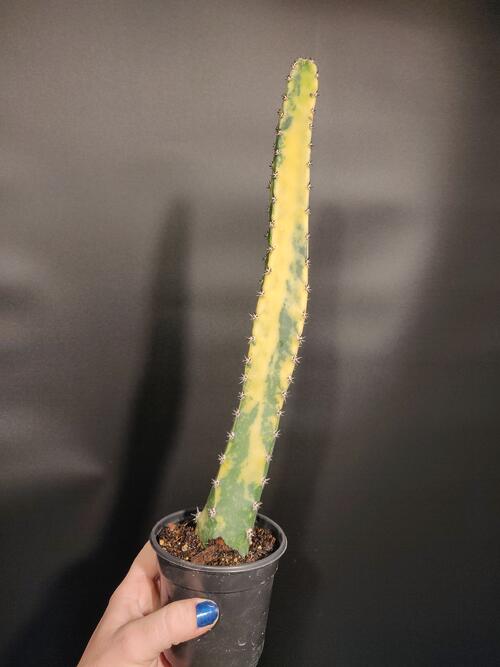 Cereus sp. 'Variegated Queen of the Night' - Image 2