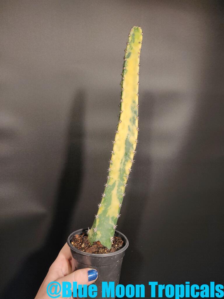 Succulents – Blue Moon Tropicals