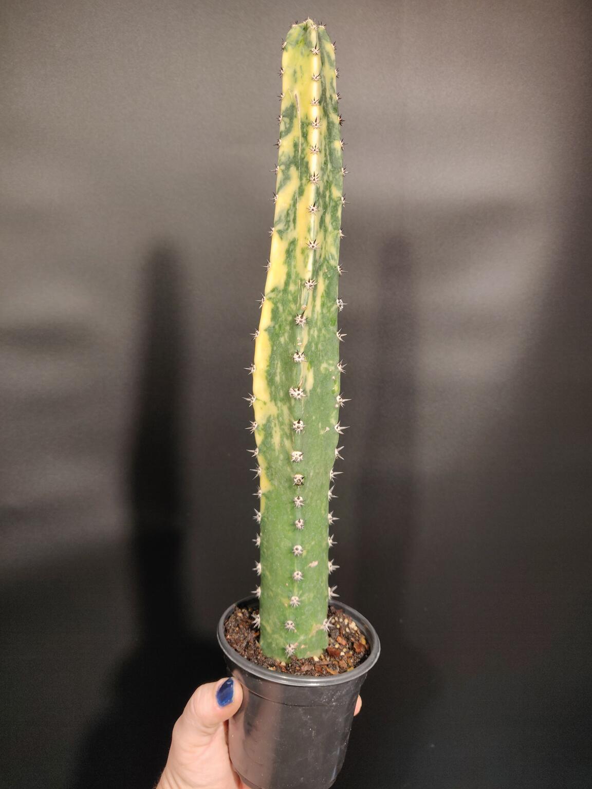 Succulents – Blue Moon Tropicals