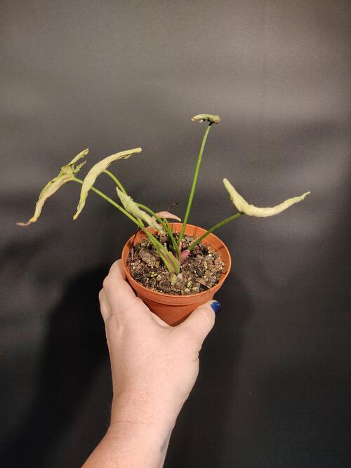 Syngonium 'Pink Rolli'