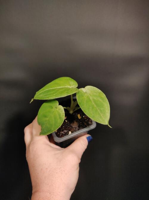 Syngonium chiapense 'Frosted Heart'