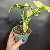 Syngonium 'Blueberry Smoothie' (NOID) - Image 4