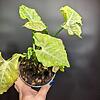 Syngonium 'Blueberry Smoothie' (NOID) - Image 3