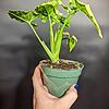 Syngonium 'Blueberry Smoothie' (NOID) - Image 2