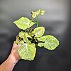 Syngonium 'Blueberry Smoothie' (NOID)