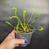 Thaumatophyllum xanadu 'Slenderman'