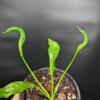 Thaumatophyllum xanadu 'Slenderman' - Image 3