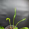 Thaumatophyllum xanadu 'Slenderman' - Image 4