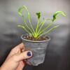 Thaumatophyllum xanadu 'Slenderman' - Image 2